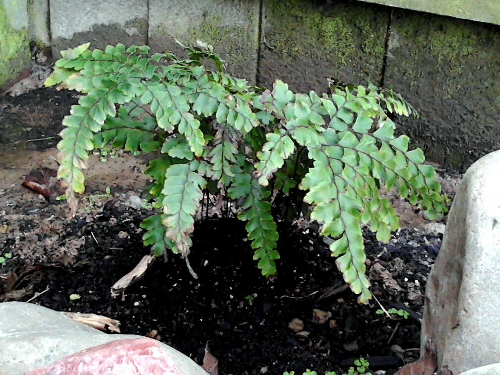 Image of Adiantum formosum R. Br.