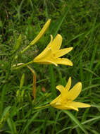 Image de Hemerocallis citrina Baroni