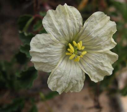 Imagem de Monsonia emarginata L'Her.