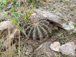 Image of Echinopsis aurea Britton & Rose