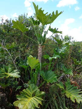 Image of Thaumatophyllum paludicola