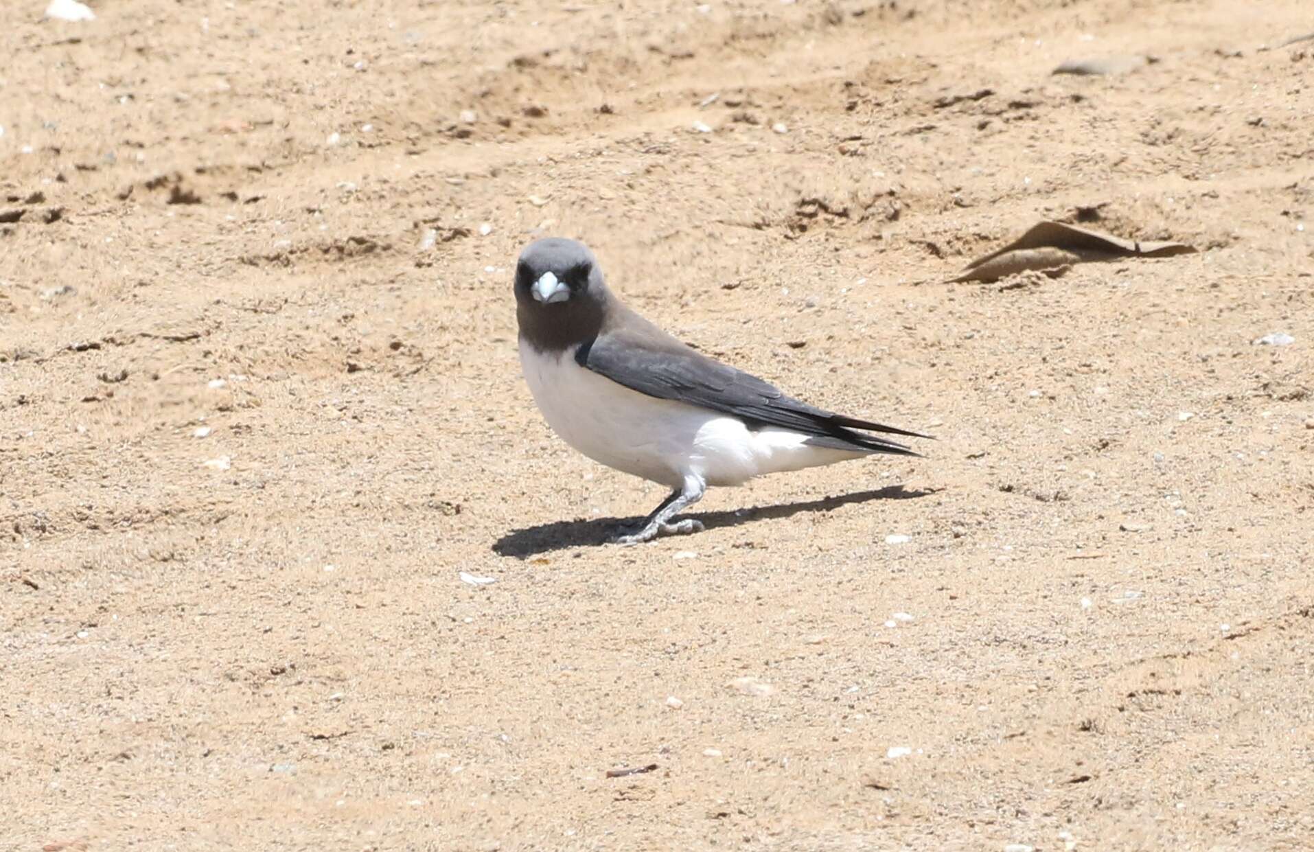 Image of White-breasted Woodswallow