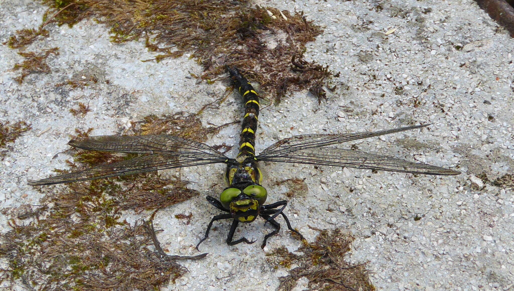 Image of Sombre Goldenring