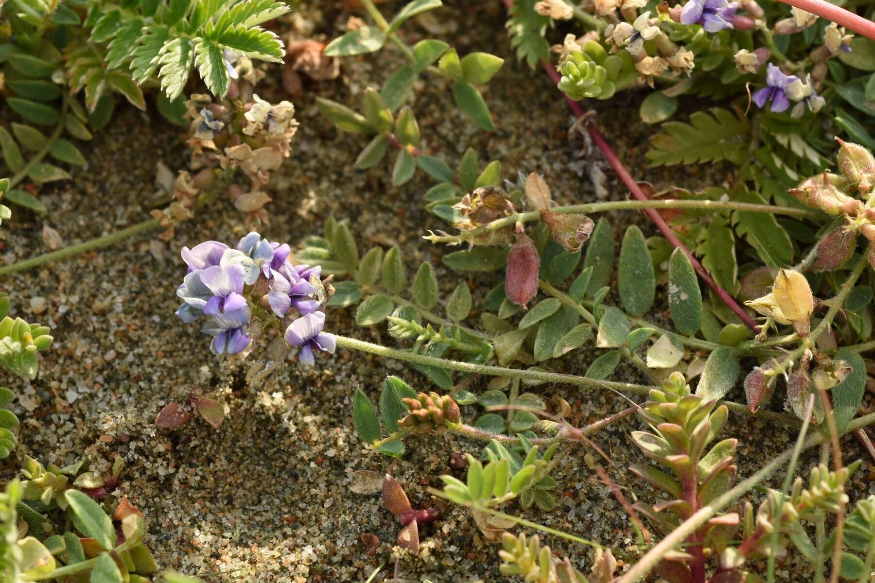 Image of Oxytropis glabra DC.