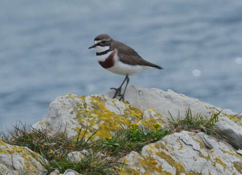 Charadrius bicinctus bicinctus Jardine & Selby 1827 resmi