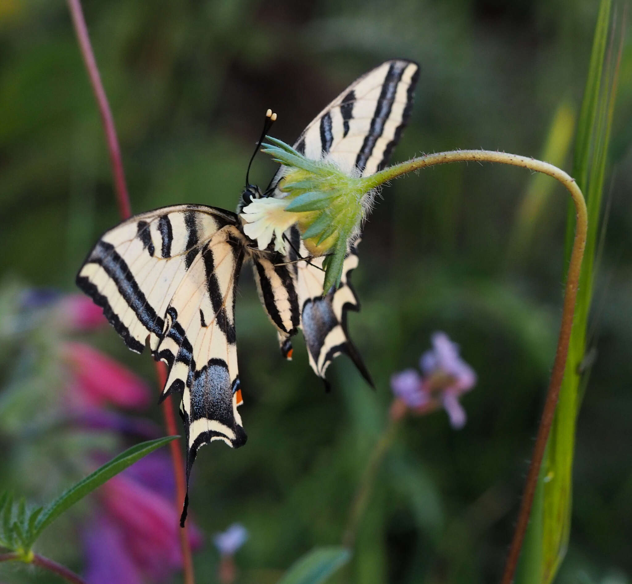 Papilio alexanor Esper 1800 resmi