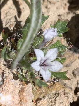 Image of Great Basin langloisia