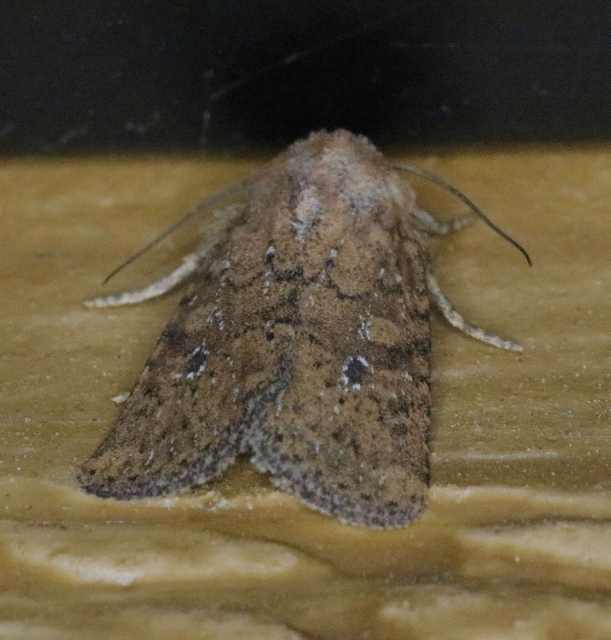 Image of Northern Scurfy Quaker Moth