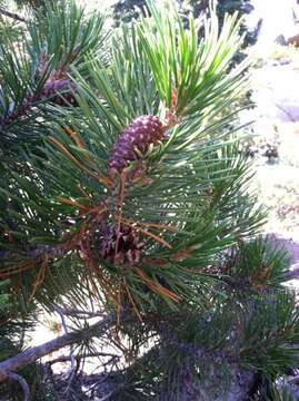 Imagem de Pinus contorta var. murrayana (Balf.) Engelm.