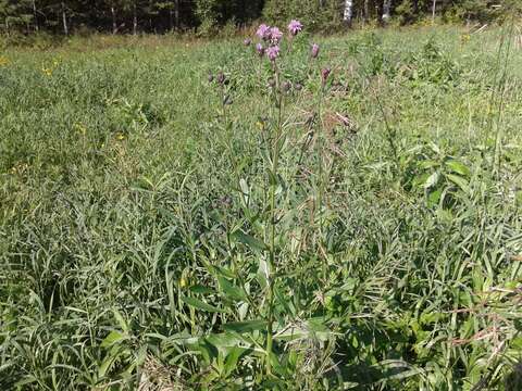 Image de Cirsium arvense var. integrifolium Wimmer & Grabowski