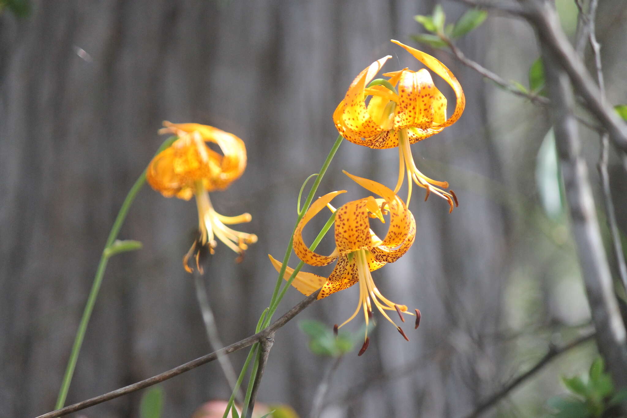 Image of panhandle lily