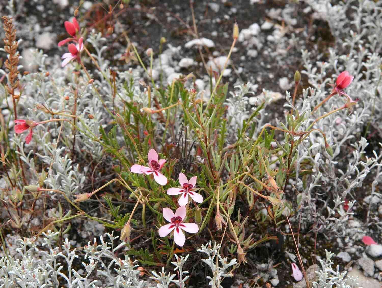 Image of Pelargonium capillare (Cav.) Willd.