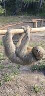 Image of Maned sloth