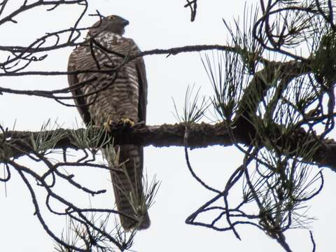 Image of Collared Sparrowhawk