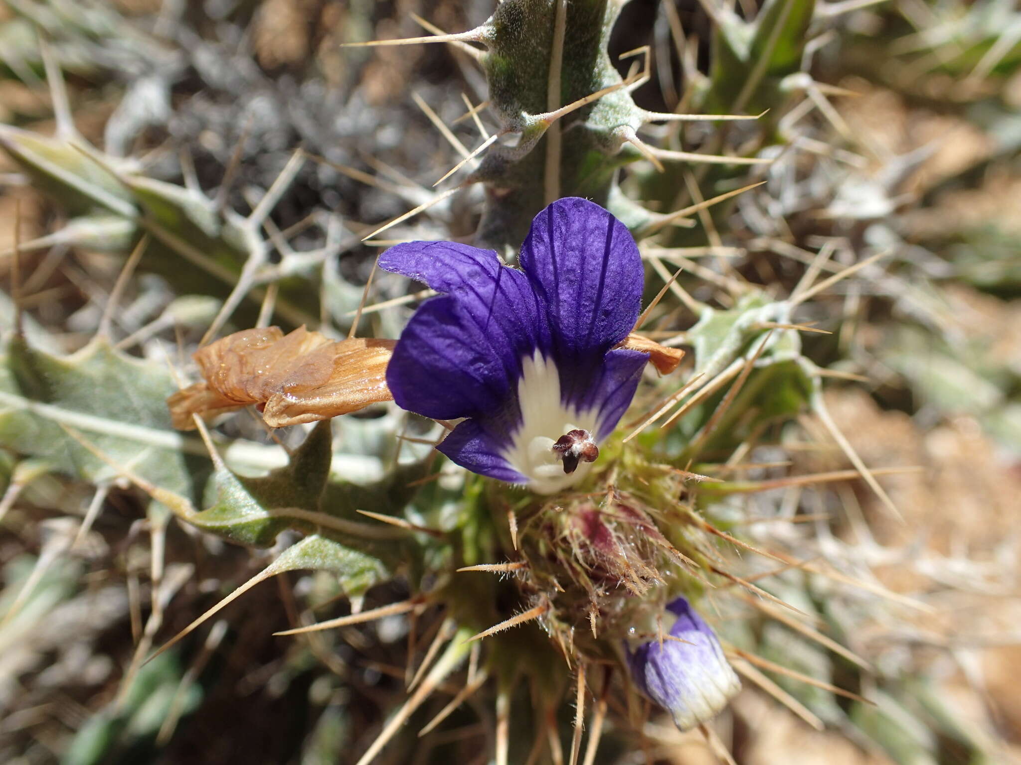 Image of Acanthopsis horrida (Nees) Nees