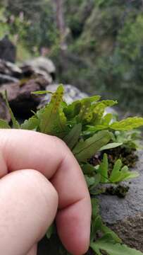 Polypodium cambricum subsp. macaronesicum (Bobrov) Fraser-Jenkins的圖片