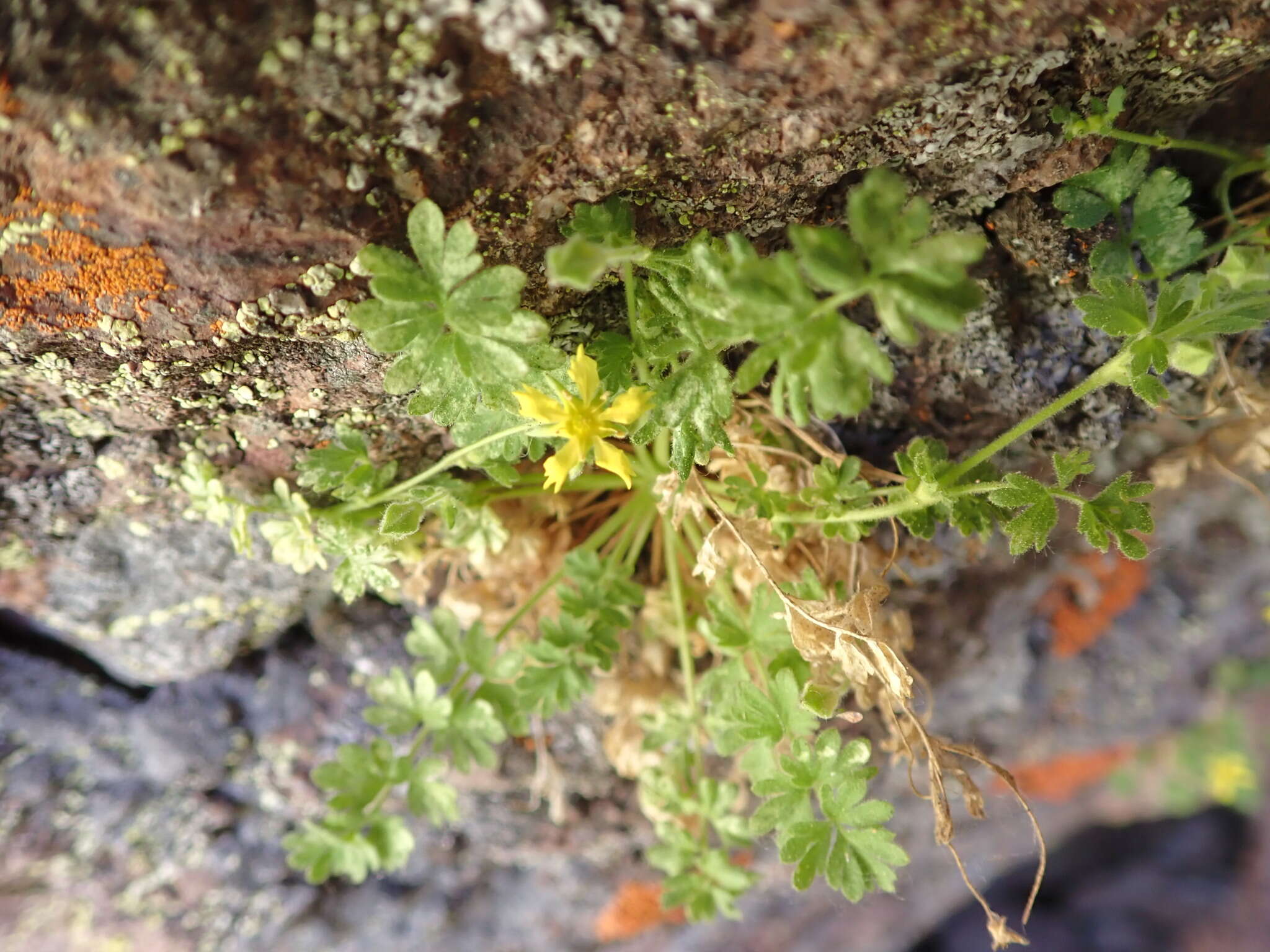 Image de Ivesia arizonica (Eastw. ex J. T. Howell) B. Ertter