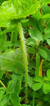 Imagem de Hydrocotyle novae-zealandiae DC.