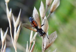 Image of Cylindromyia interrupta (Meigen 1824)