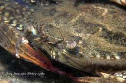 Image of Blue swimmer crab