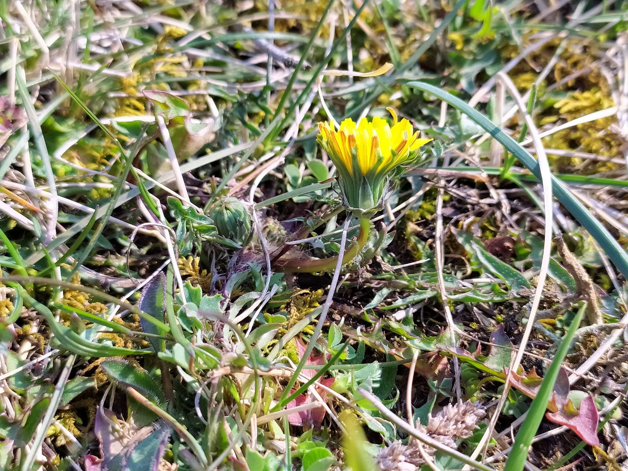 Image of Taraxacum rubicundum (Dahlst.) Dahlst.