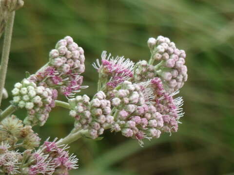 Image of Gyptis artemisifolia (Griseb.) R. King & H. Rob.