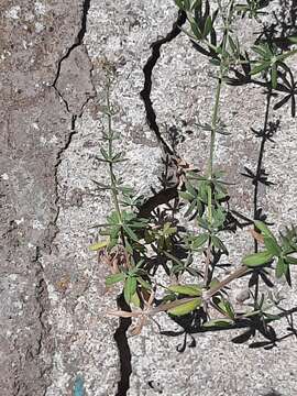 Image de Galium caprarium Natali