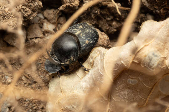 Image de Onthophagus taurus (Schreber 1759)