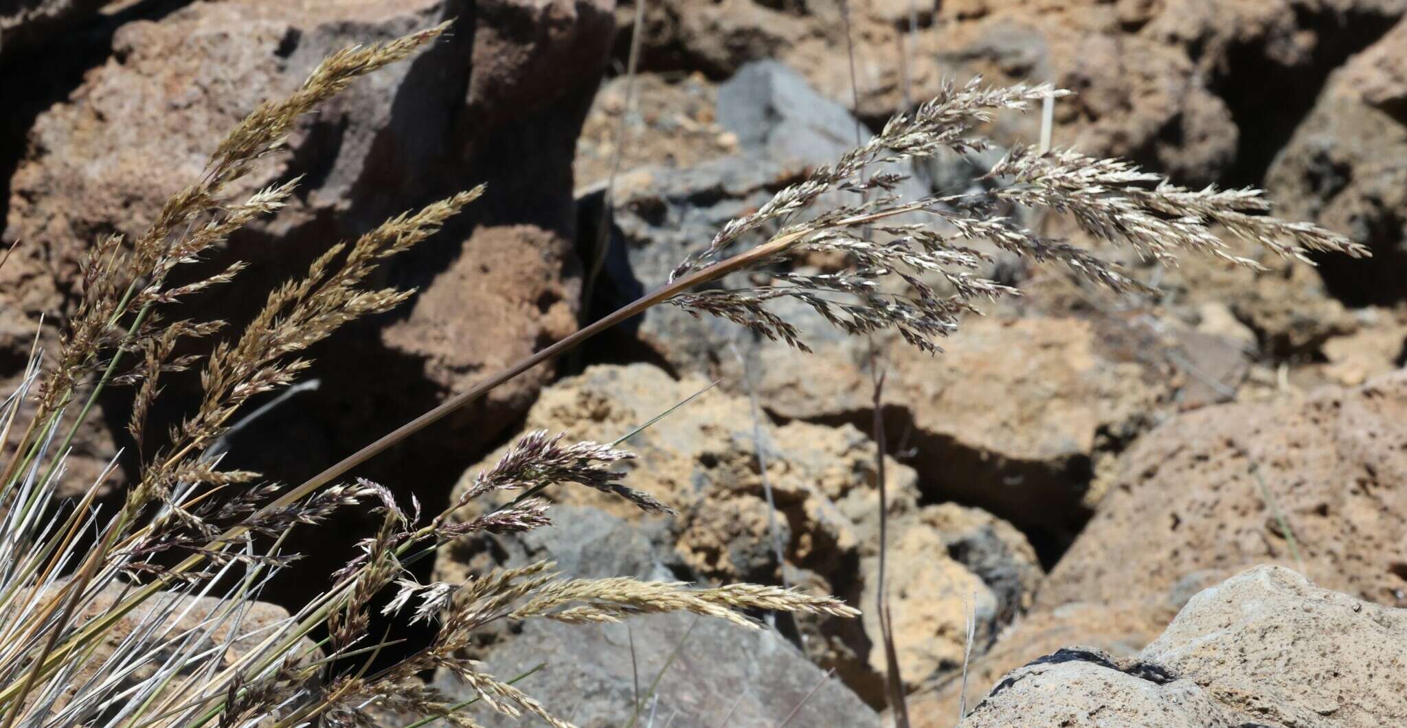 صورة Deschampsia nubigena Hillebr.