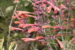 Image of Agastache aurantiaca (A. Gray) Lint & Epling