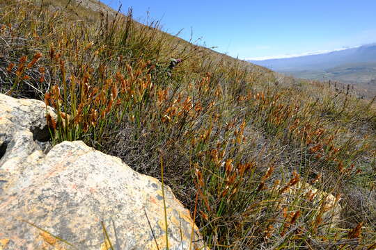 Image of Elegia esterhuyseniae Pillans