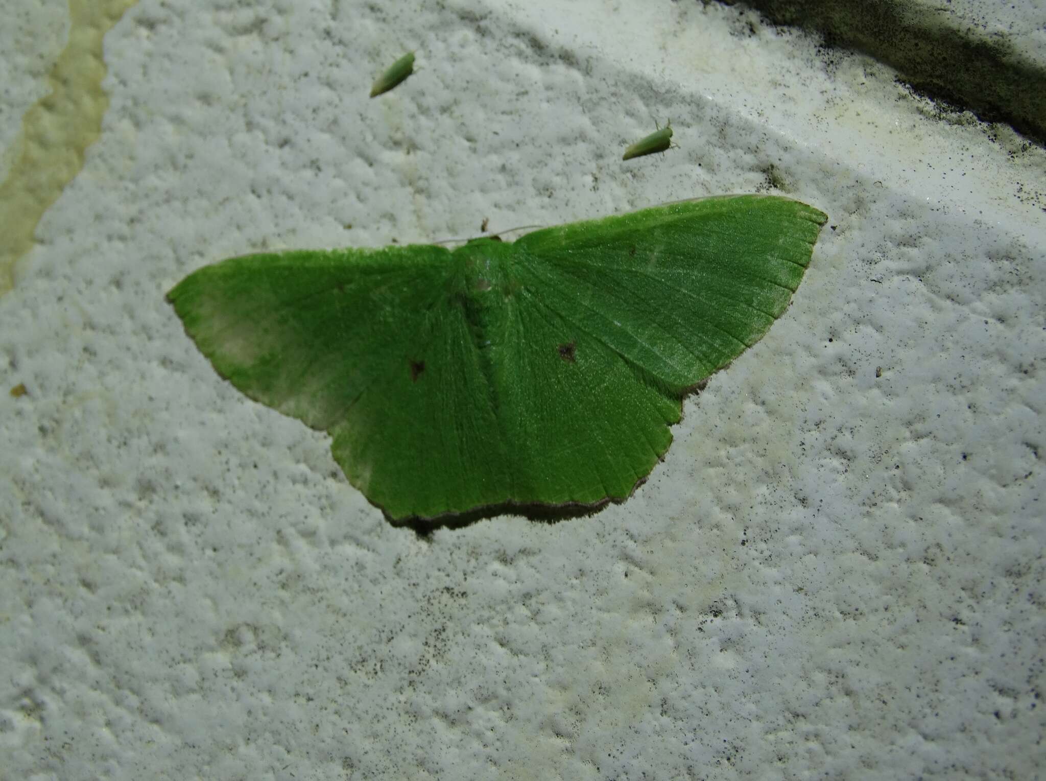 Sivun Chrysochloroma megaloptera Lower 1894 kuva