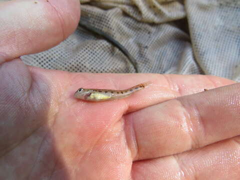 صورة Etheostoma duryi Henshall 1889