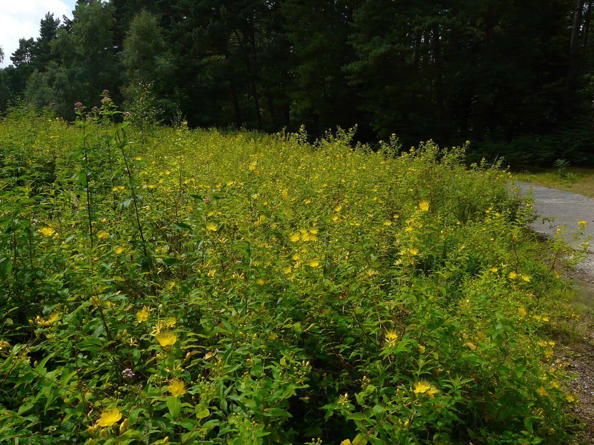 Image of Hypericum hircinum L.