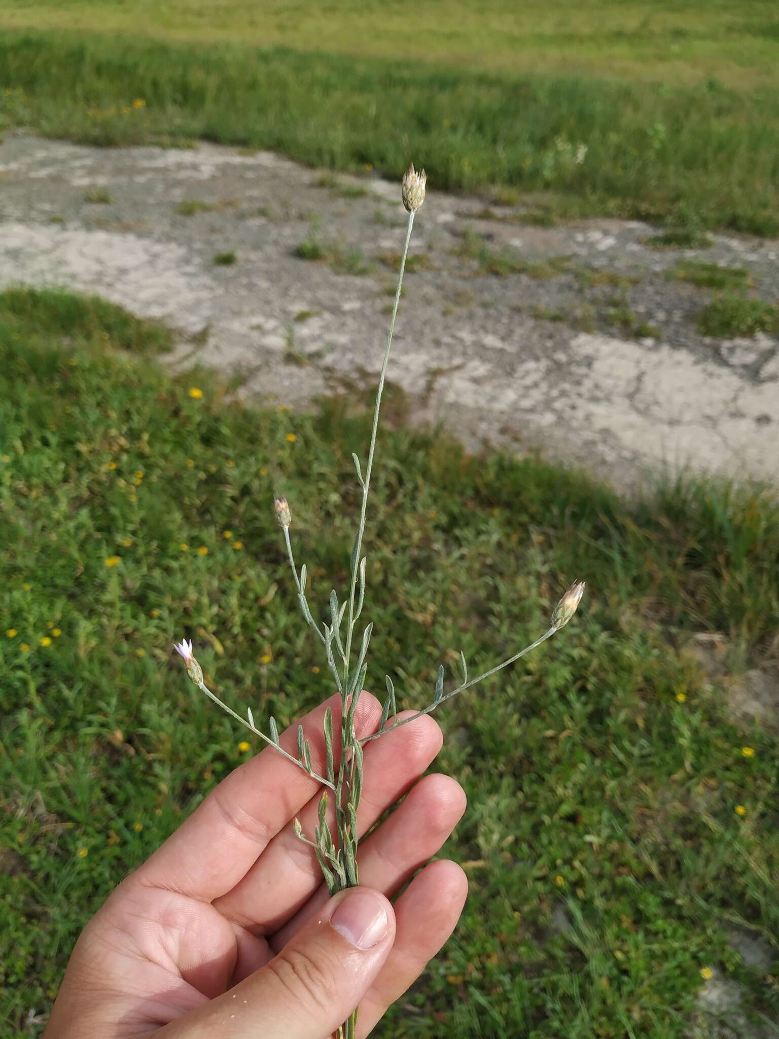 Image of Xeranthemum cylindraceum Sibth. & Sm.