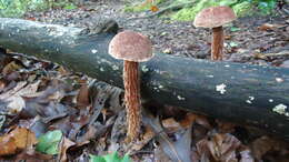 Image of Aureoboletus russellii (Frost) G. Wu & Zhu L. Yang 2016