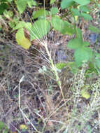 Image of barbed goatgrass