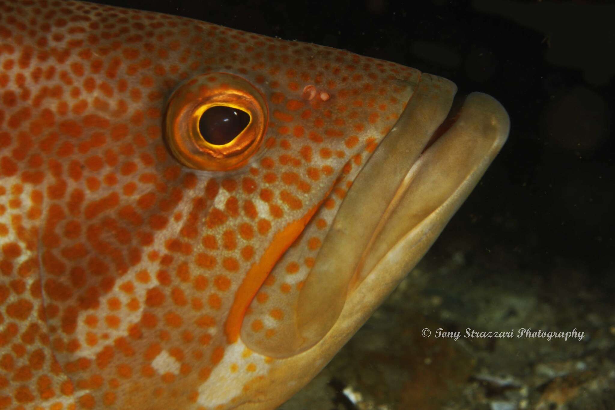 Epinephelus undulatostriatus (Peters 1866)的圖片