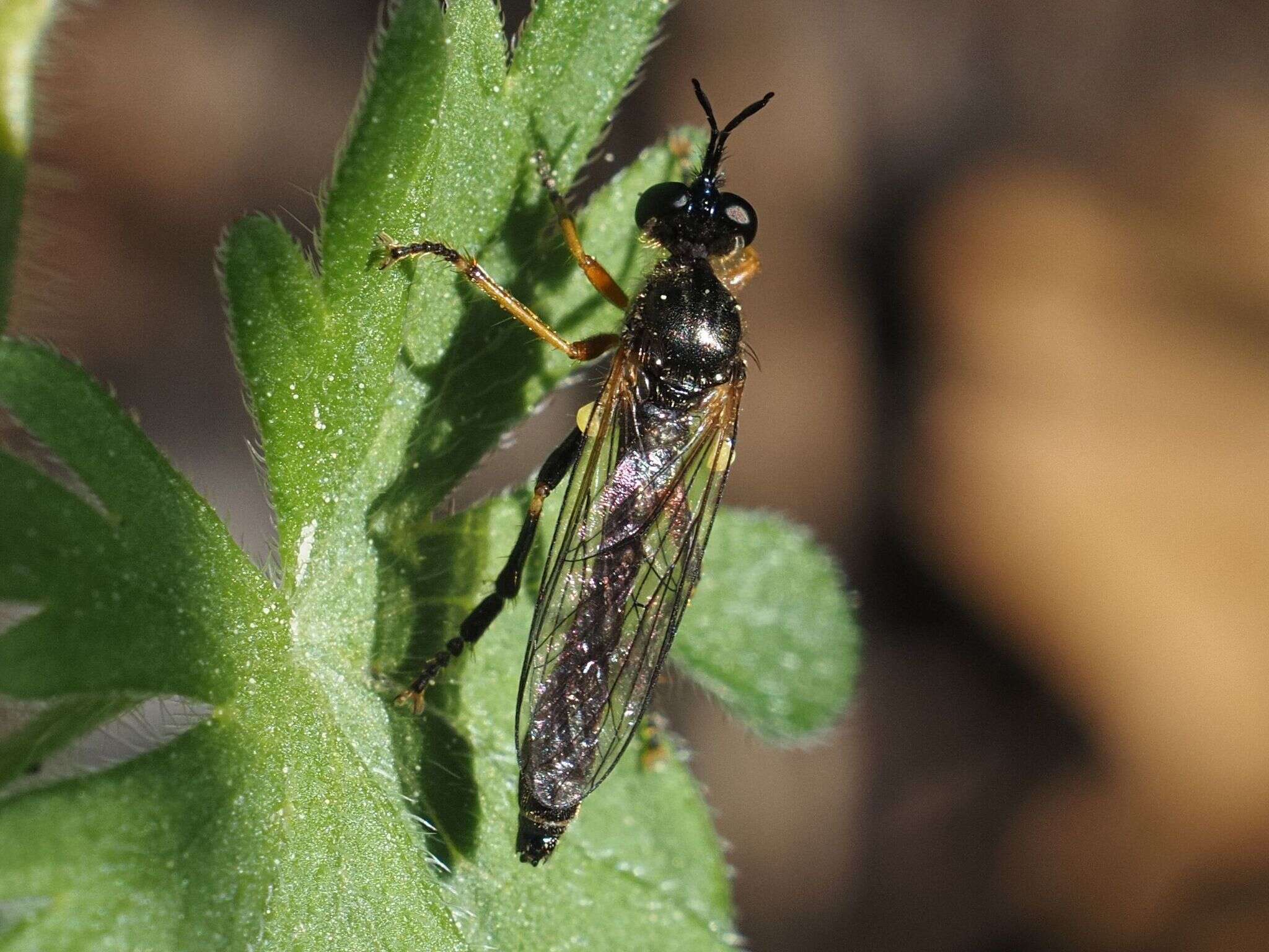 Image de Dioctria rufipes (Scopoli 1763)