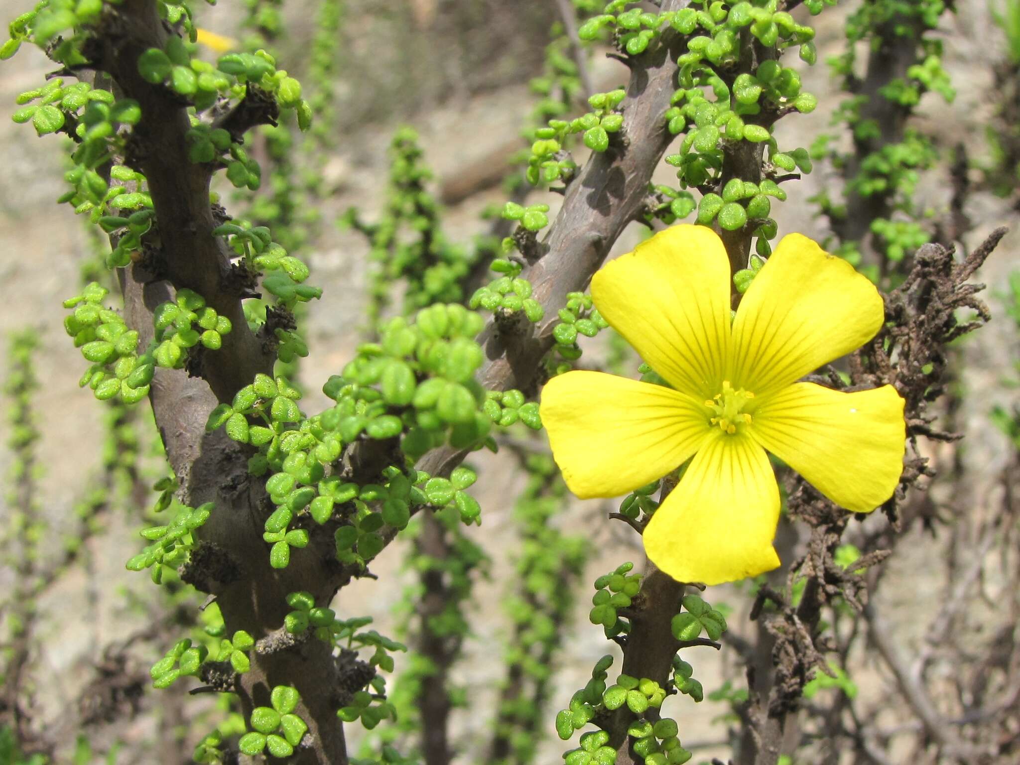 Sivun Oxalis virgosa Molina kuva