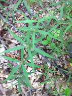 صورة Coreopsis major Walt.