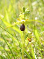 Image of Ophrys fusca subsp. fusca