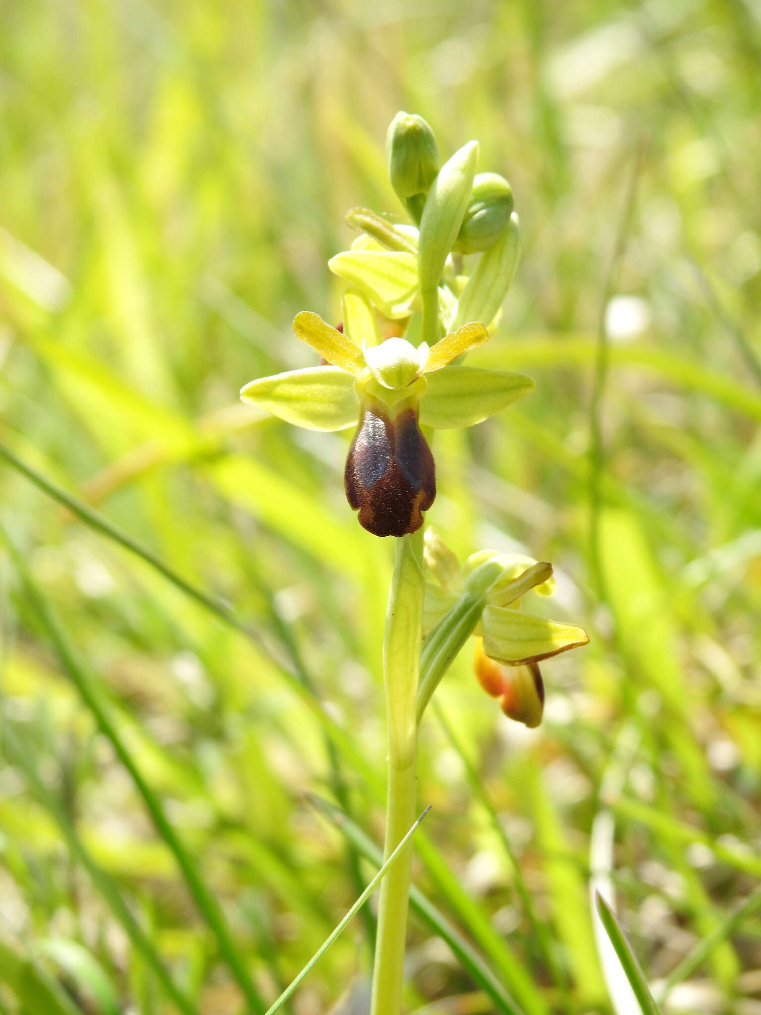 Image de Ophrys fusca subsp. fusca