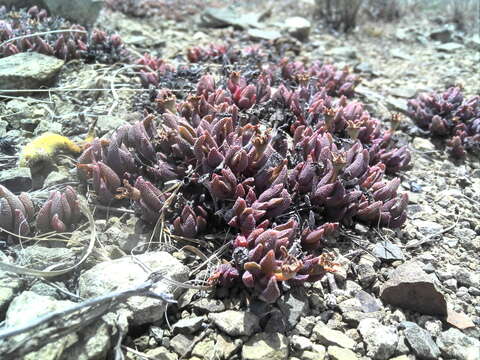 Image of Chasmatophyllum musculinum (Haw.) Dinter & Schwant.