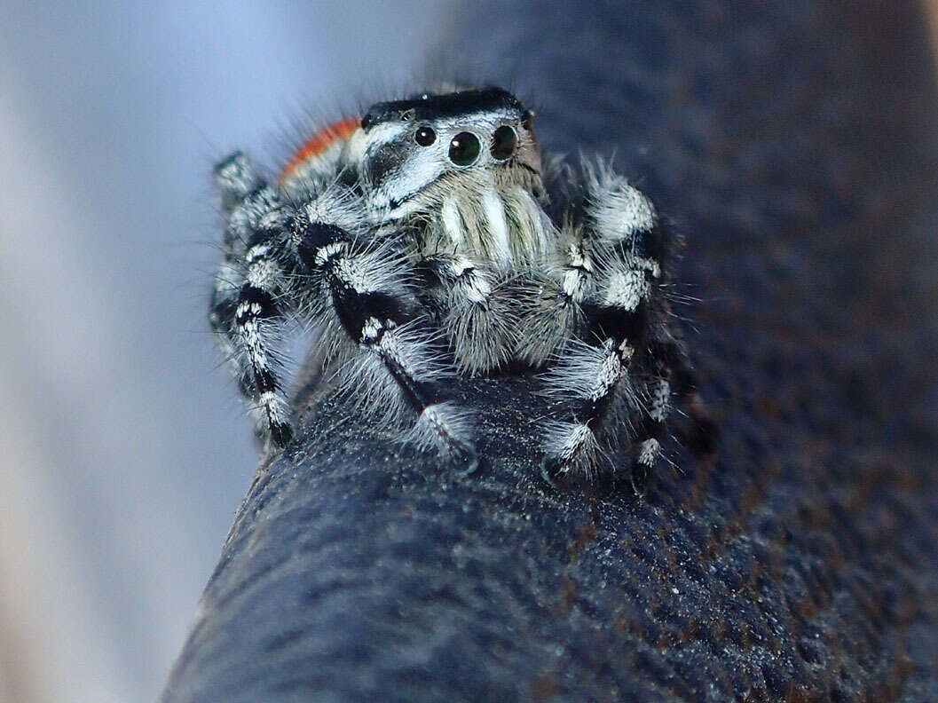 صورة Phidippus adumbratus Gertsch 1934