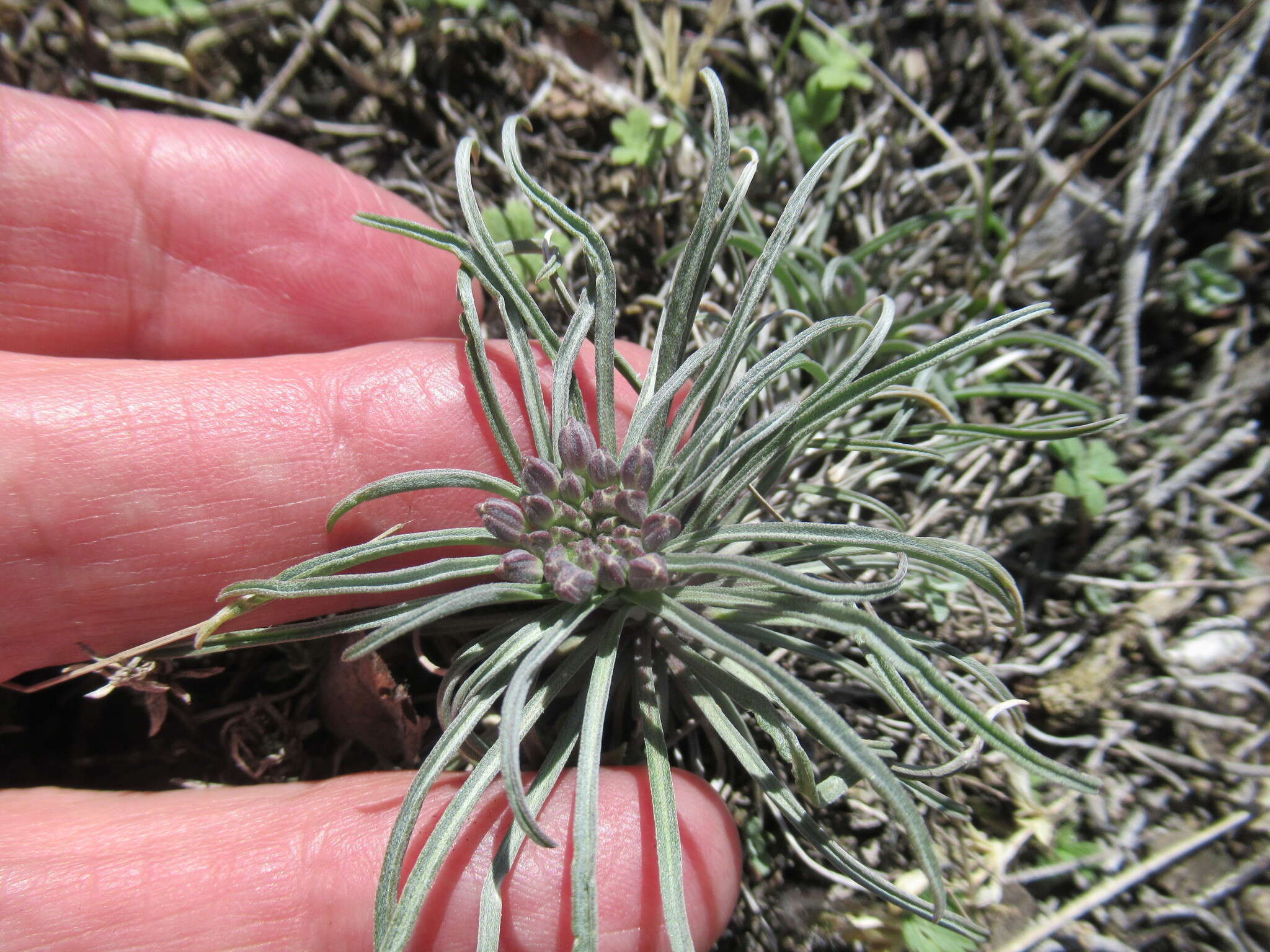 Image of Erysimum flavum (Georgi) Bobrov