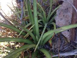 Image of Agave felgeri Gentry