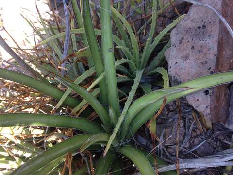 Imagem de Agave felgeri Gentry