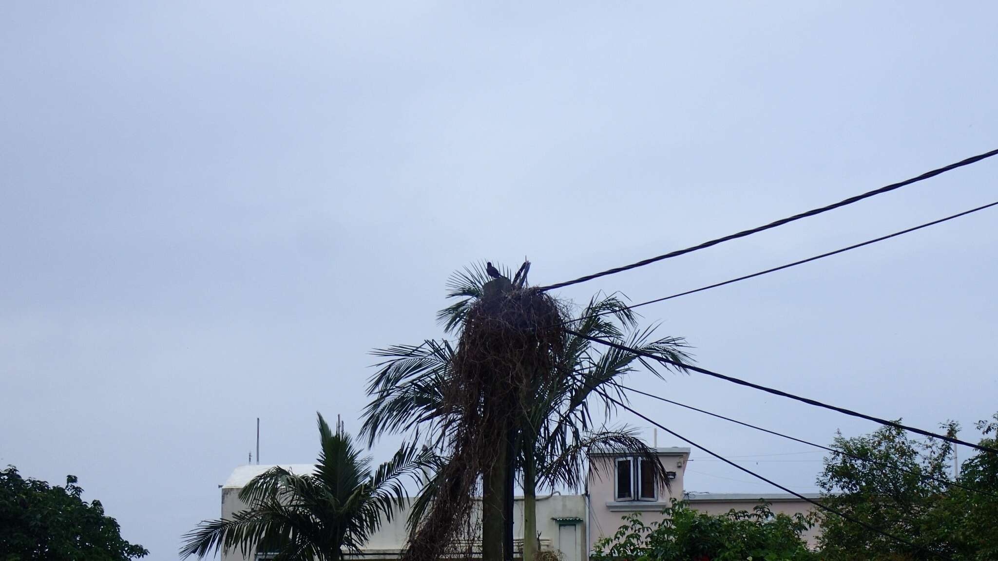 Image of Crested Myna