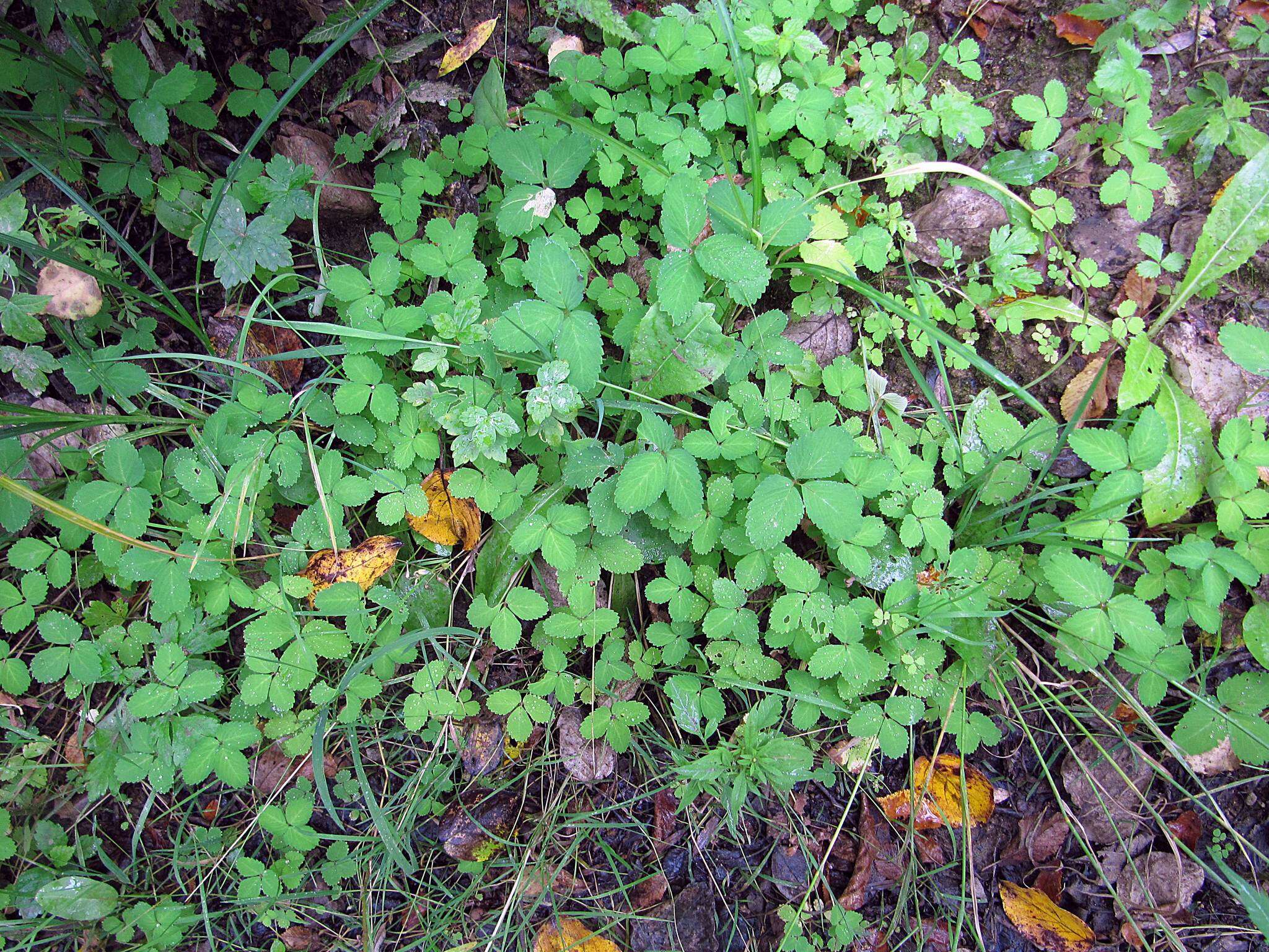 Image of Potentilla centigrana Maxim.